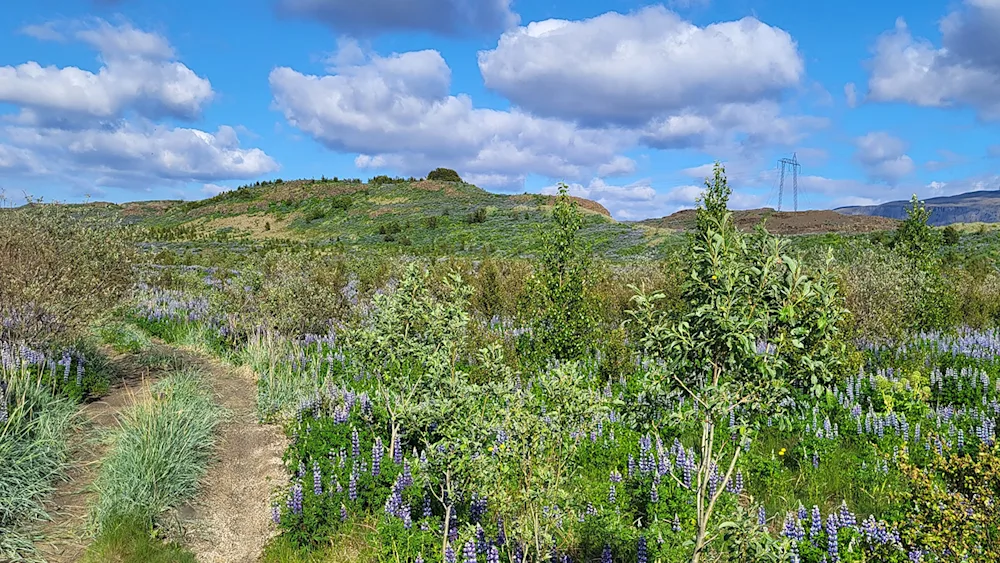 Vikrar Þjórsárdals vestan Sölmundarholts 2024. Ljósmynd: Hreinn Óskarsson