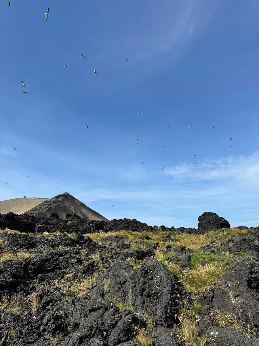 A snapshot from Surtsey island in 2025. Photo credits: Brynja Hrafnkelsdóttir