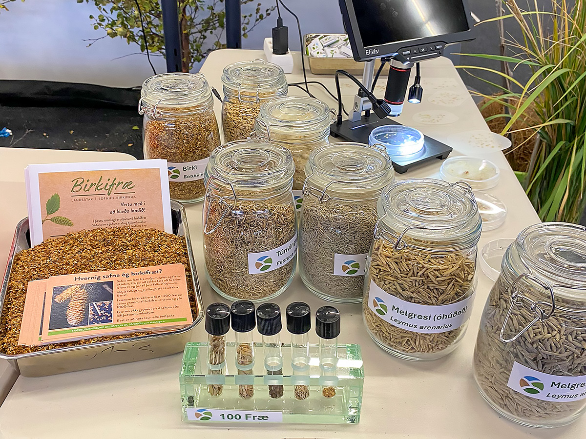 Seed samples. Photo: Bjarki Þór Kjartansson