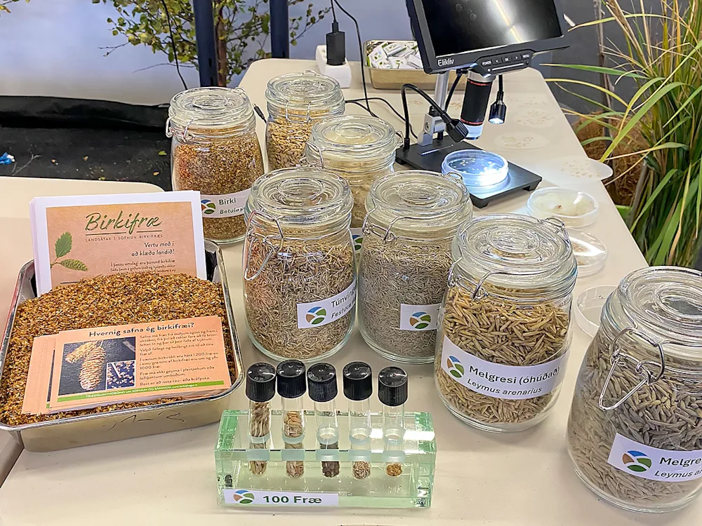 Seed samples. Photo: Bjarki Þór Kjartansson