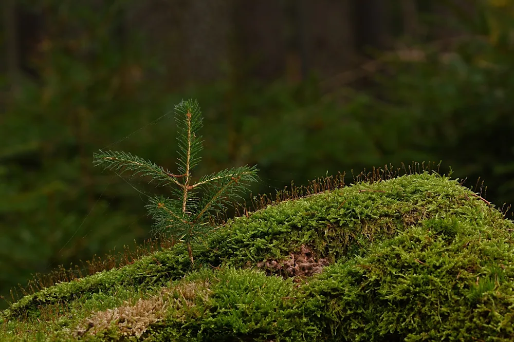 SNS and NordGen Forest Scholarships. Photo credit: nordicforestresearch.org