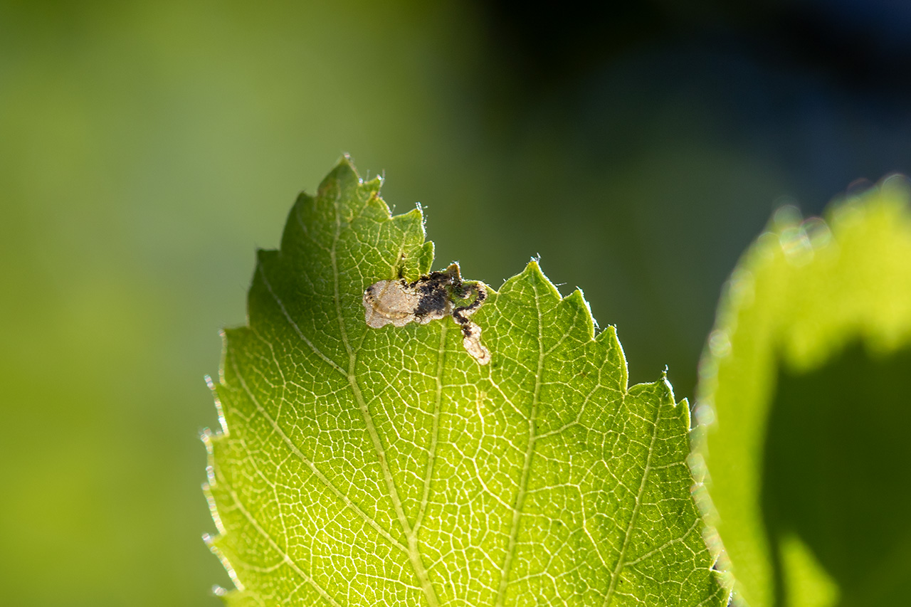 Tiny little White-spot Purple larva inside a birch leaf