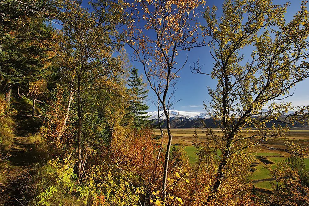 Autumn in Múlakot National Forest: Photo credit: Hrafn Óskarsson