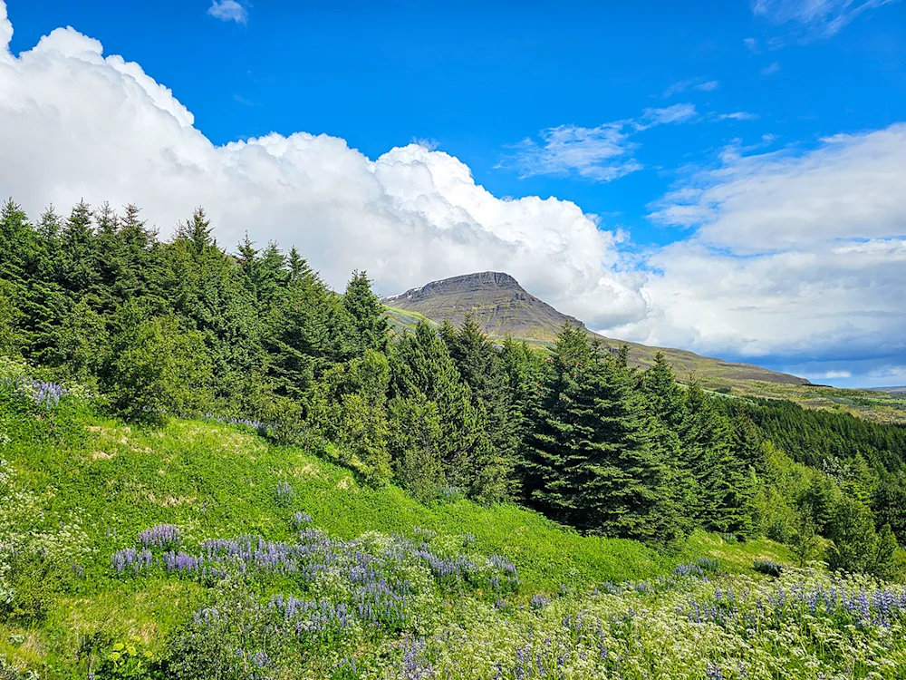 Forest in the slopes of Esja in early summer. Photo credits: Pétur Halldórsson