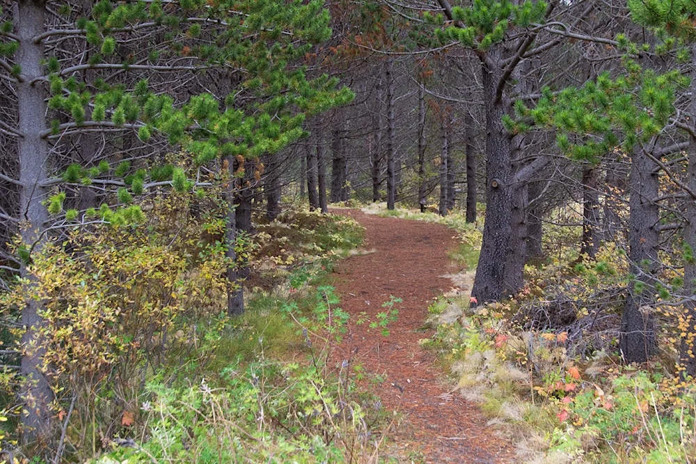 Greiðfær stígur um furuskóg í Haukadal. Ljósmynd: Pétur Halldórsson