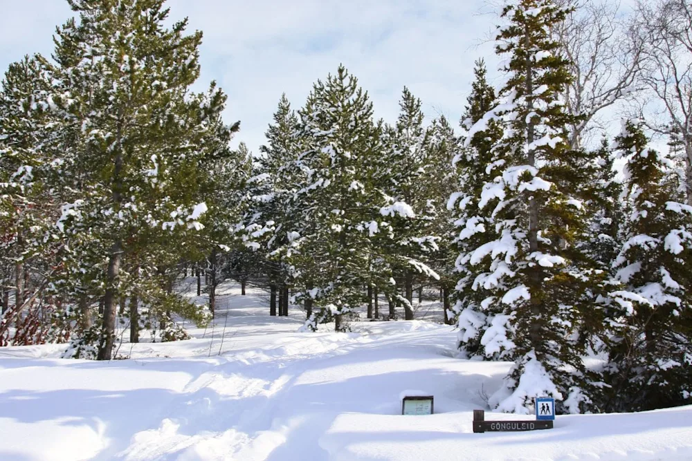 Vetur í Vaglaskógi. Ljósmynd: Pétur Halldórsson