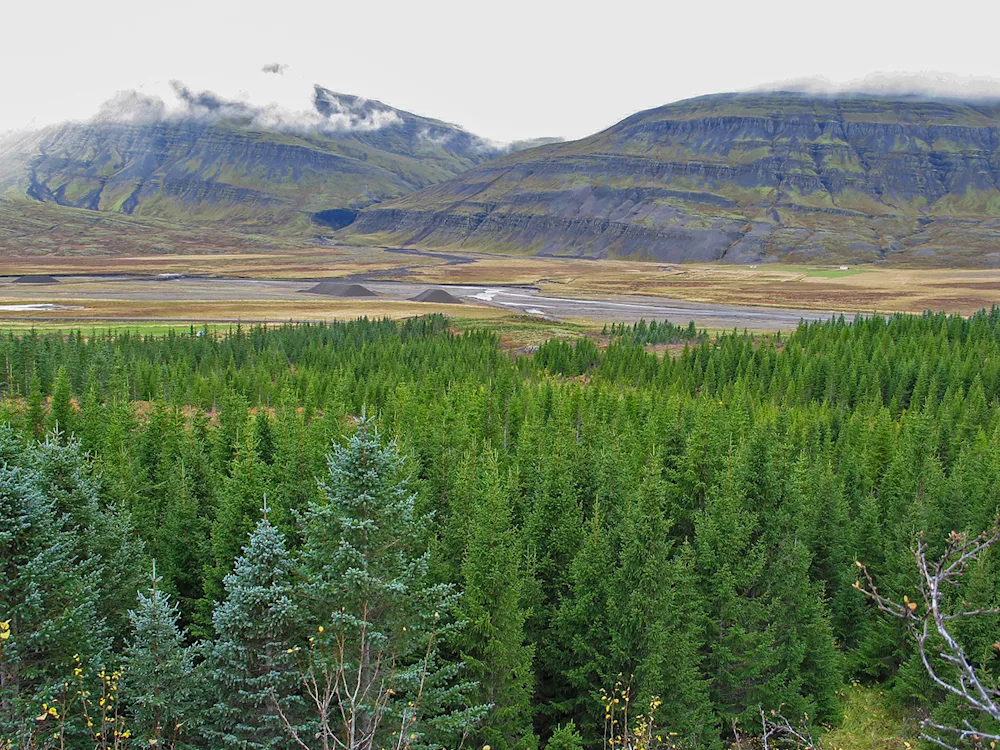 Spruce forest in Jórvík National Forest. Photo credits: Þór Þorfinnsson