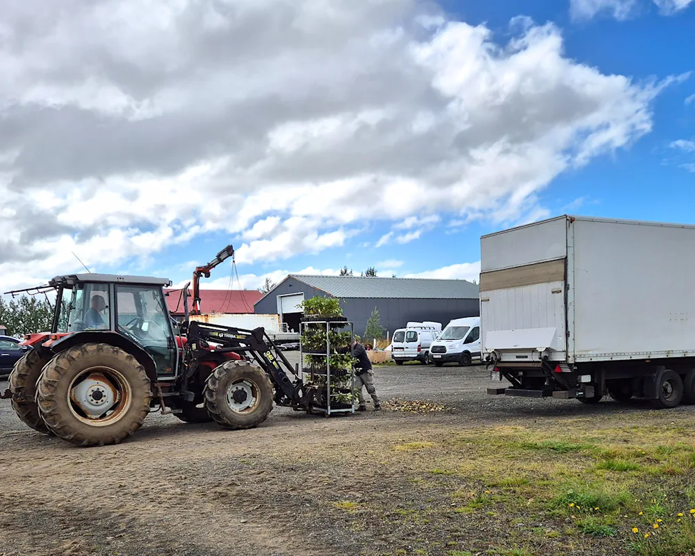 Black cottonwood seedlings loaded on to a rack. Photo credits: Valgerður Erlingsdóttir