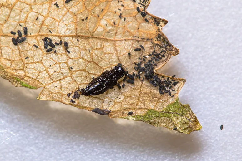 A pupa of a parasitoid feeding on larvae of the sawfly Scolioneura betuleti. Photo: Pétur Halldórsson