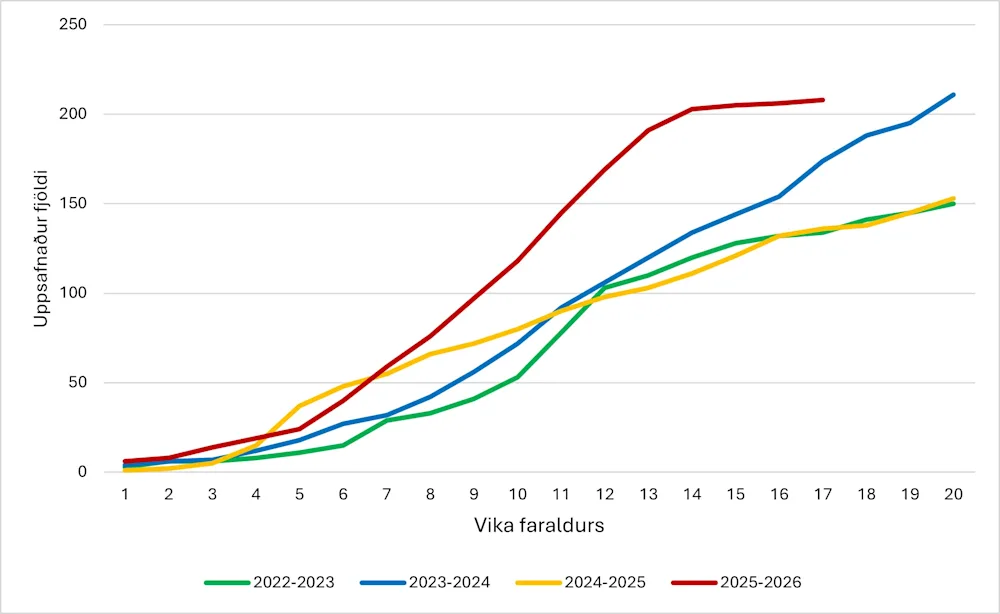 Mynd 4: Uppsafnaður fjöldi innlagna með/vegna inflúensu á Landspítala á fyrstu 17 vikum faraldurs (tímabilið 2025−2026)