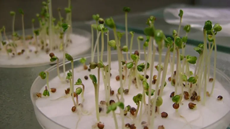 Sprouting seeds on a dish
