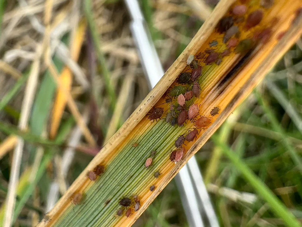 Blaðlýs á melstrái. Ljósmynd: Brynja Hrafnkelsdóttir