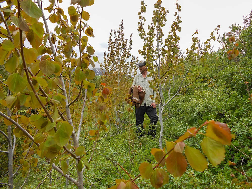 Native European aspen in Jórvík National Forest. Photo credits: Þröstur Eysteinsson