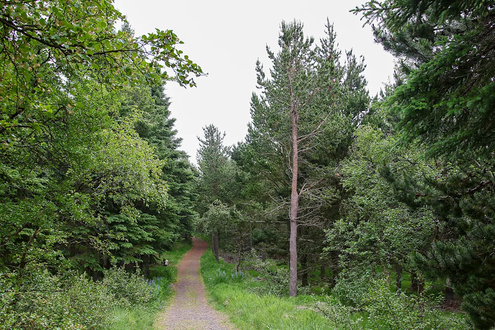 Various tree species are to be found at Reykjarhóll National Forest as well as nice hiking trails. Photo credits: Pétur Halldórsson