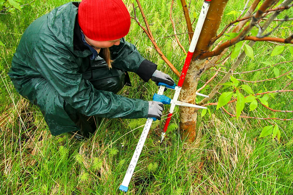 Forest inventory work. Photo: Pétur Halldórsson