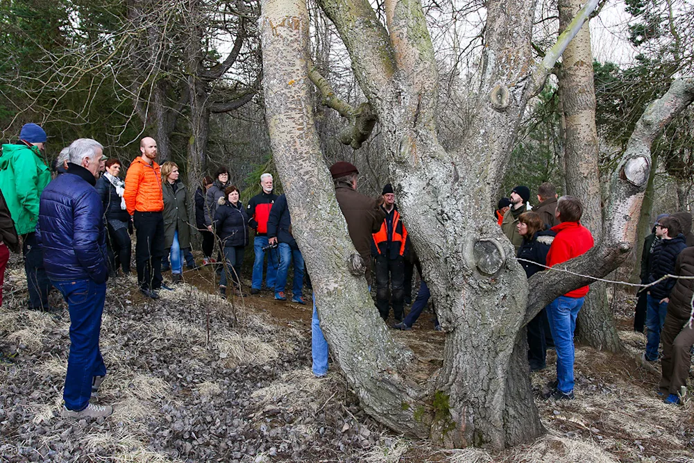 Forest visitors examining the old Europian pines. Photo credits: Pétur Halldórsson