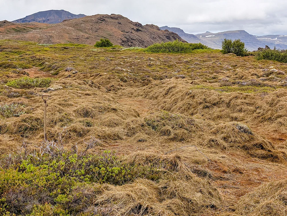 An erosion site in Hítardalur covered with old hay. Photo credits: Iðunn Hauksdóttir