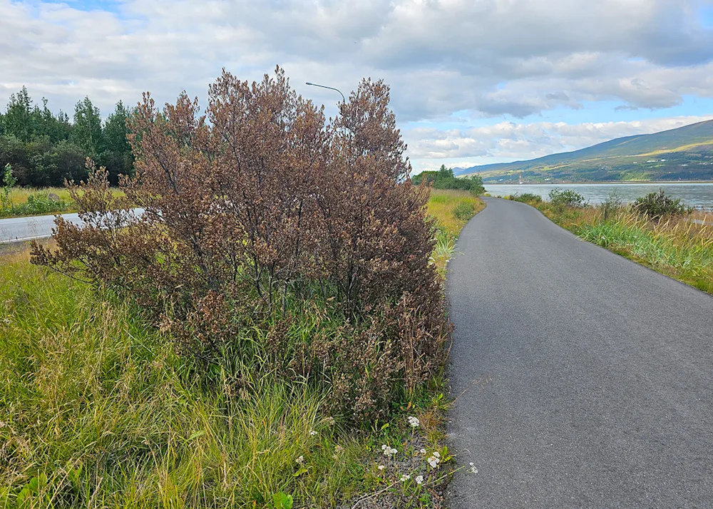 Tea-leaved willow in Akureyri, severely damaged by the brassy leaf beetle and its larvae in August 2024. Photo: Pétur Halldórsson