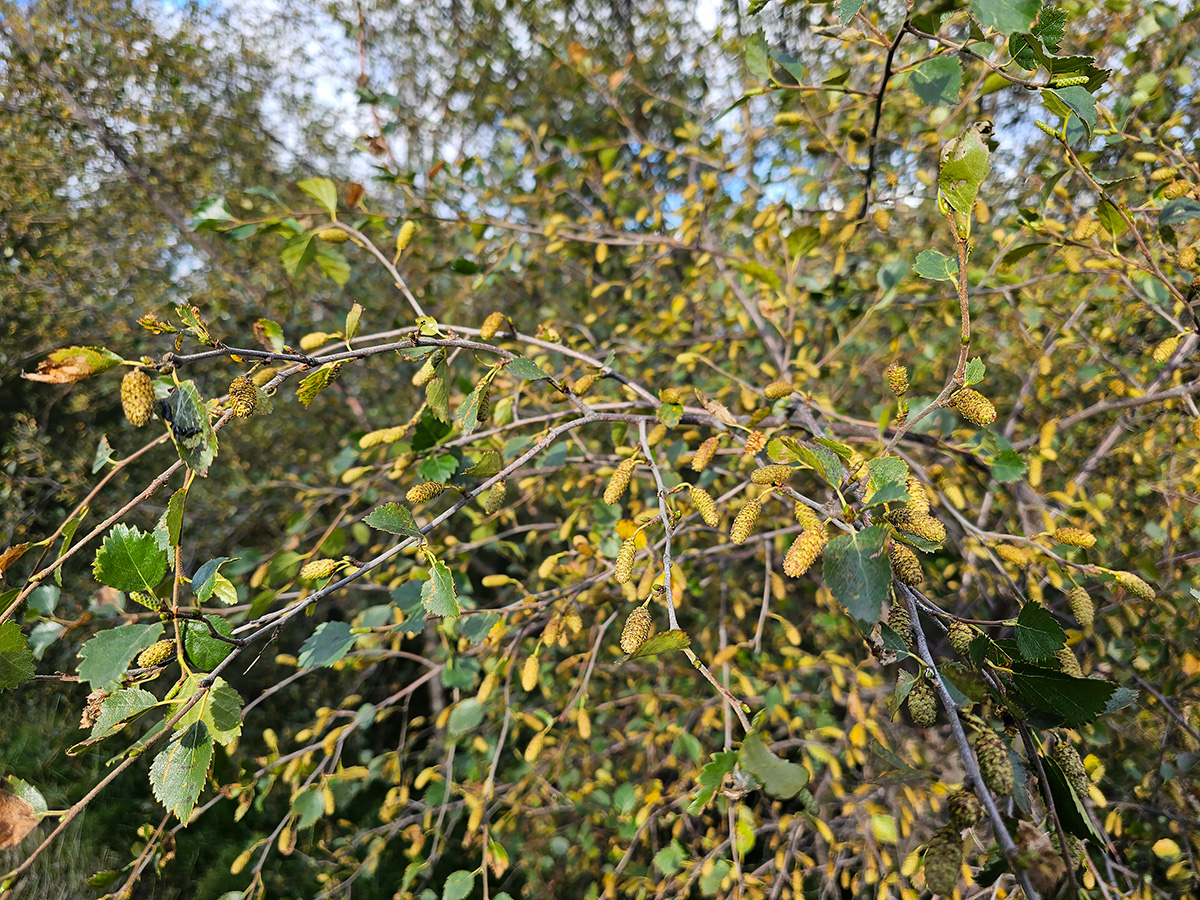 Birch in Eyjafjörður loaded with seed cones. Photo: Pétur Halldórsson