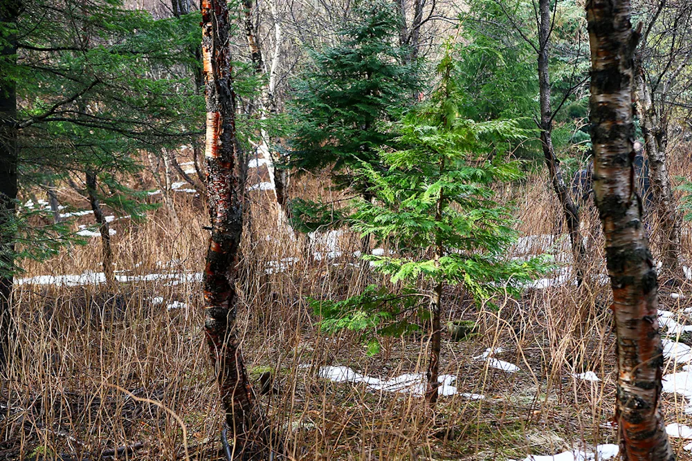 A young thuja in the Mógilsá National Forest. Photo credits: Pétur Halldórsson