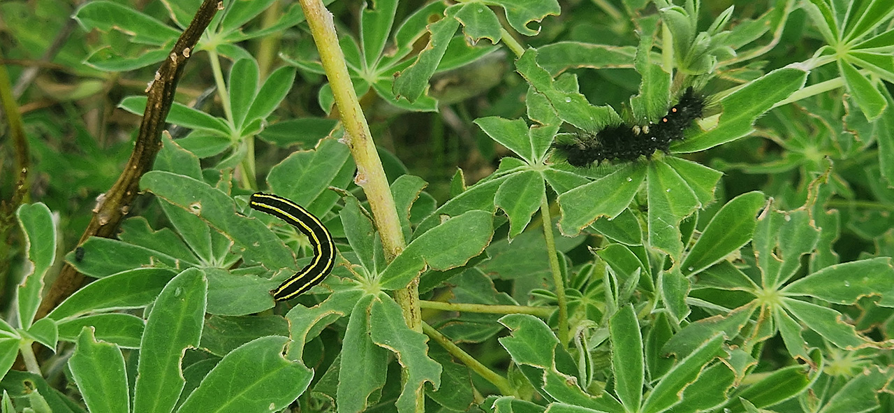 Larvae of Broom moth and rusty tussock moth on a single lupine plant in South Iceland in early August 2024. Photo: Þorsteinn Kristinsson