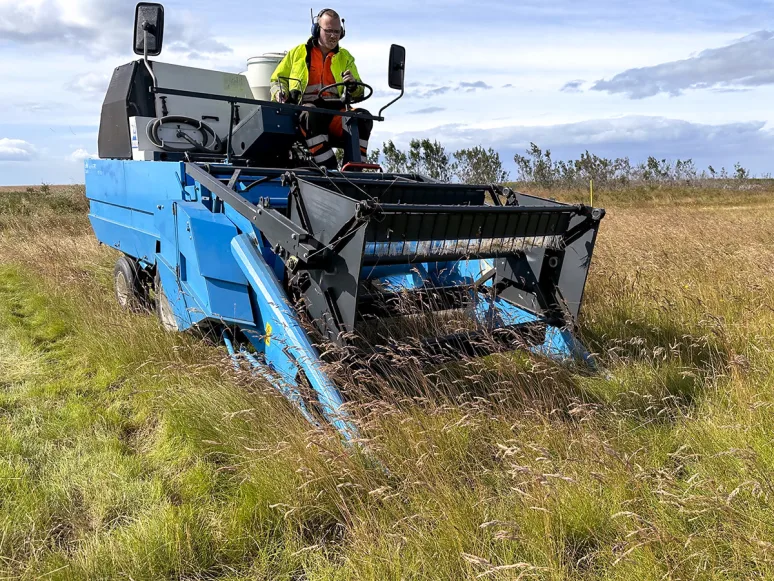 Þreshing of red fescue seeds. Photo: Magnús H. Jóhannsson