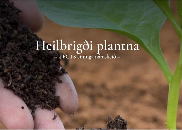 Heilbrigði plantna