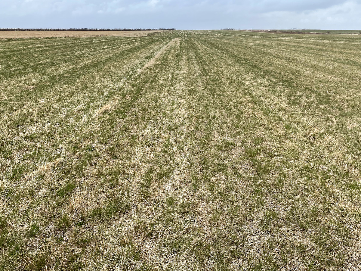  A densely sown field of red fescue: Photo: Magnús H. Jóhannsson