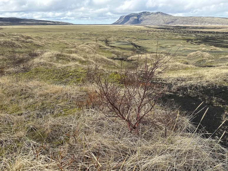 Birki komið í góðan vöxt í Sölvahrauni. Ljósmynd: Magnús H. Jóhannsson