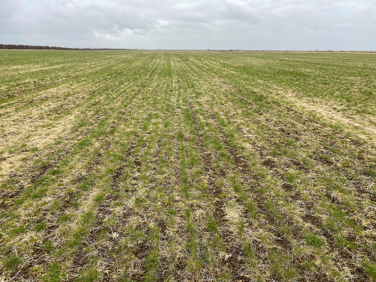 Sparsely sown field of red fescue. Photo: Magnús H. Jóhannsson