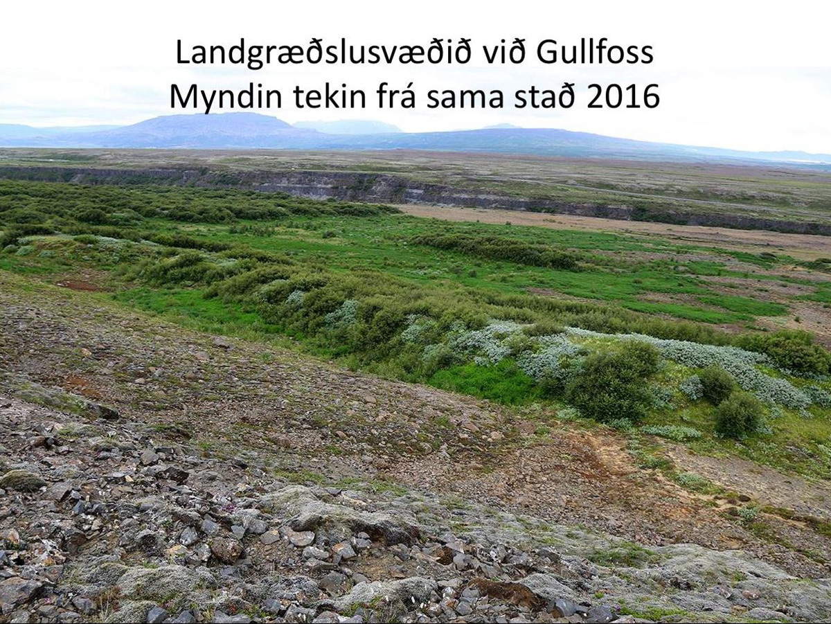 Uppgræðslusvæði Þjóðargjafarinnar við Gullfoss 2016. Ljósmynd: Áskell Þórisson