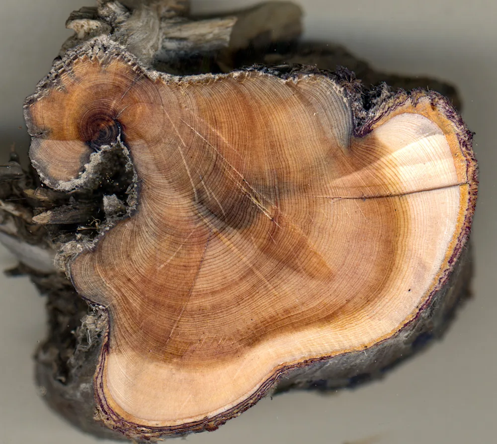 A cross-section of the oldest living tree found in Iceland, a juniper approximately 280 years of age. Photo: Ólafur Eggertsson