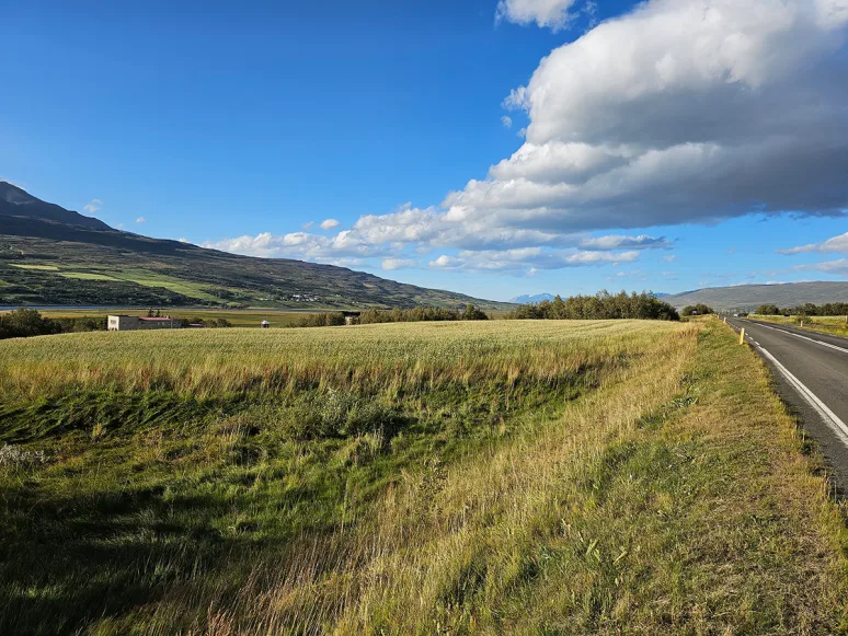 Íslensk sveit með kornakri, skógi og fleiri landgerðum. Ljósmynd: Pétur Halldórsson