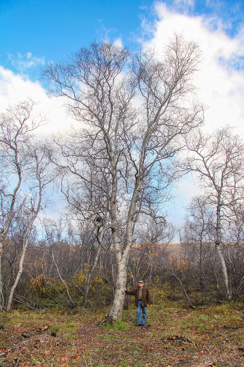 The tallest downy birch documented within Iceland's native forests measures 15 meters and is located in Vaglaskógur National Forest.  Photo credit: Pétur Halldórsson.
