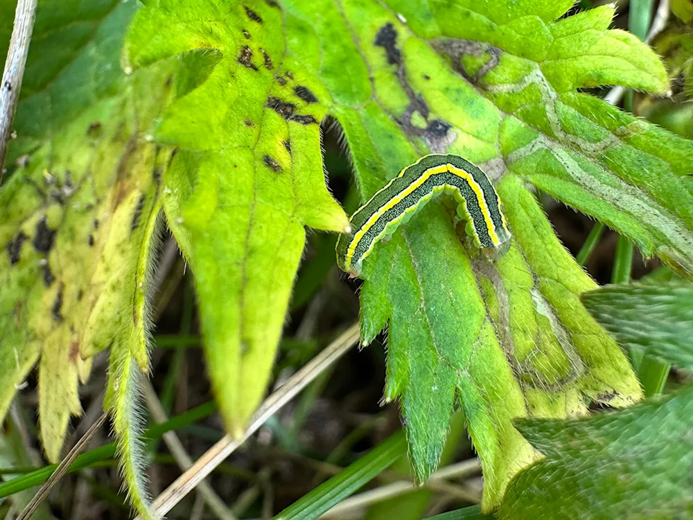 A broom moth caterpillar on a buttercup leaf. Photo credits: Brynja Hrafnkelsdóttir