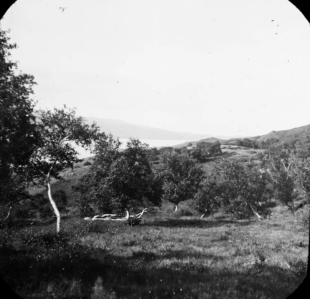 Hallormsstaður Forest in Early 20th Century. Photo by Agner Kofoed-Hansen