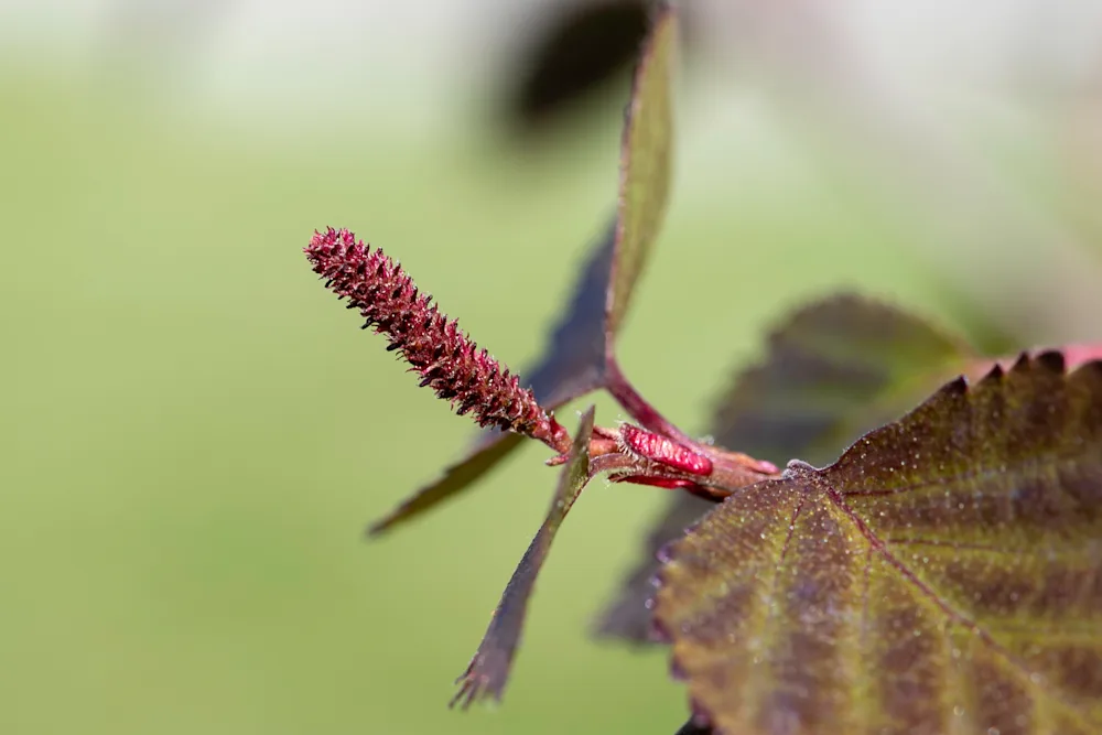 Kvenrekill á rauðblaða birki. Ljósmynd: Pétur Halldórsson