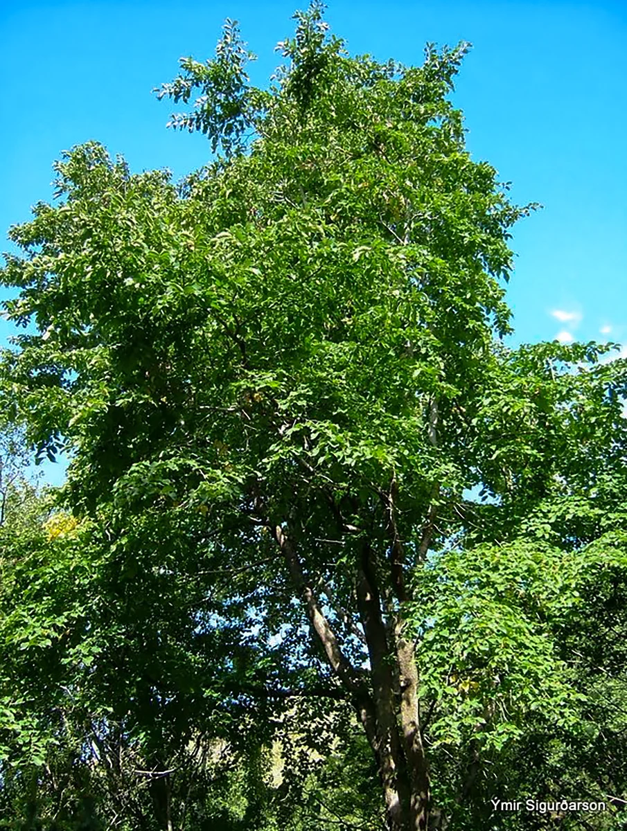 Iceland's tallest ash tree. Photo credit: Ýmir Sigurðsson