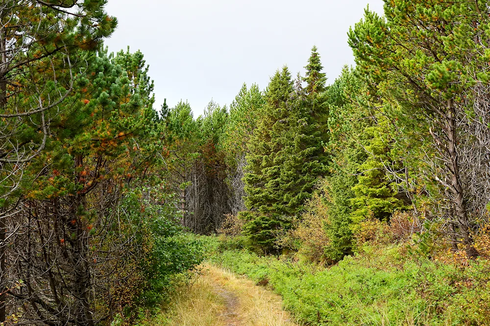 Autumn in Stálpastaðir National Forest. Photo credits: Pétur Halldórsson