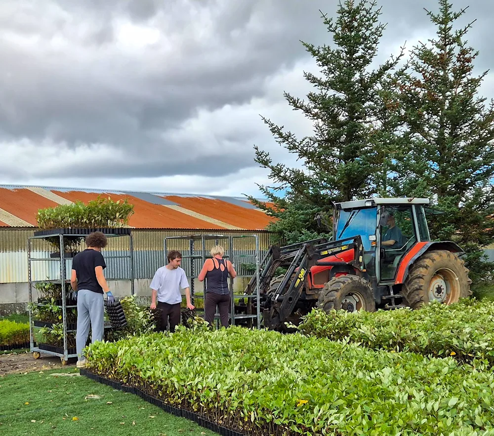 Sýslað með aspir. Ljósmynd: Valgerður Erlingsdóttir