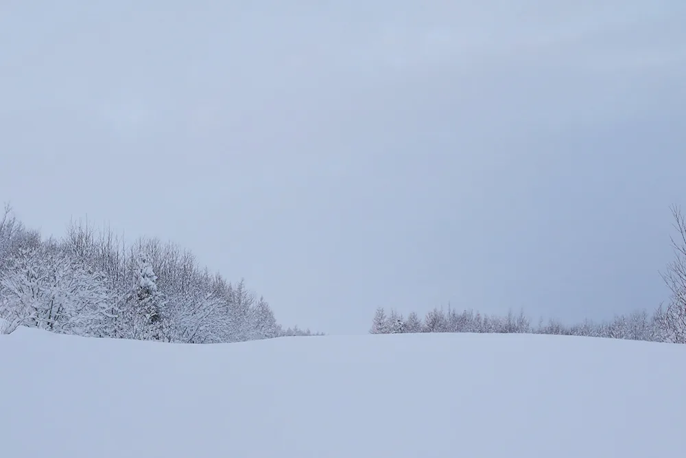 Winter at an afforestation site. Photo credit: Pétur Halldórsson