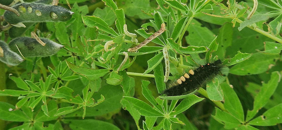 Larvae of the satyr pug (Eupithecia satyrata) and the rusty tussock moth on the same lupine plant as above. Photo: Þorsteinn Kristinsson