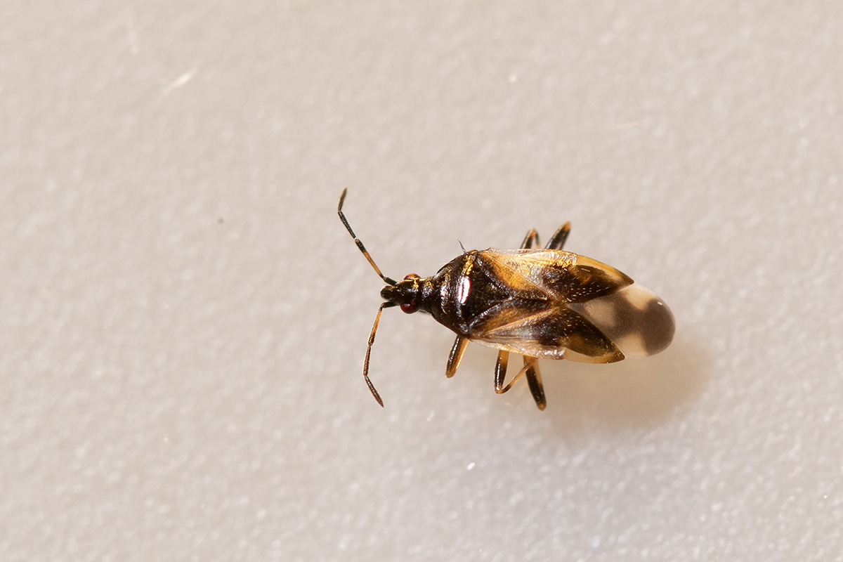 Common flowerbug found in Akureyri in August 2024. Photo: Pétur Halldórsson