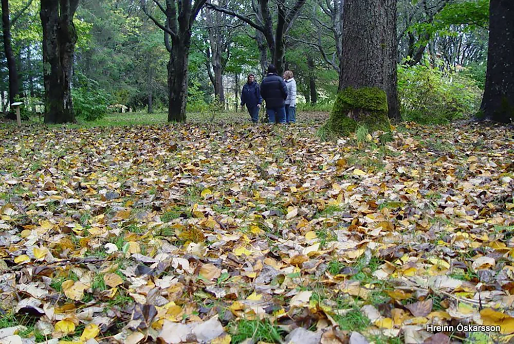 In Múlakot National Forest. Photo credit: Hreinn Óskarsson