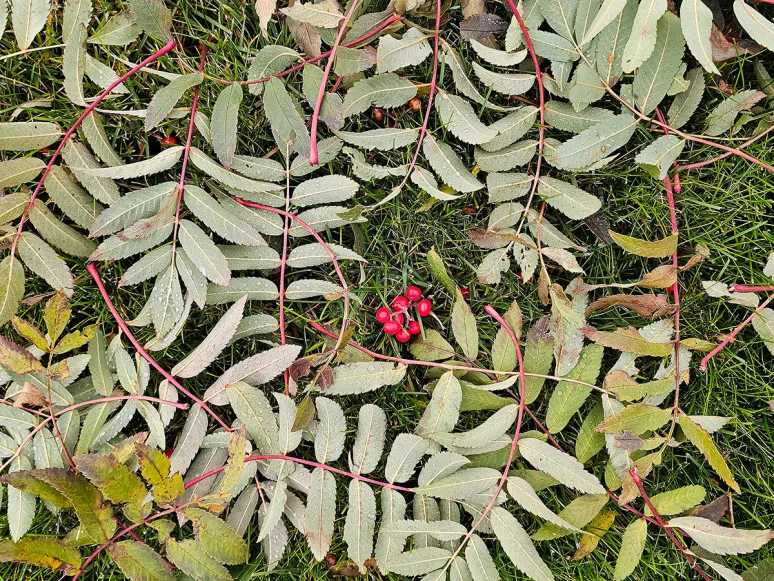 Fallen leaves of rowan. Photo: Pétur Halldórsson