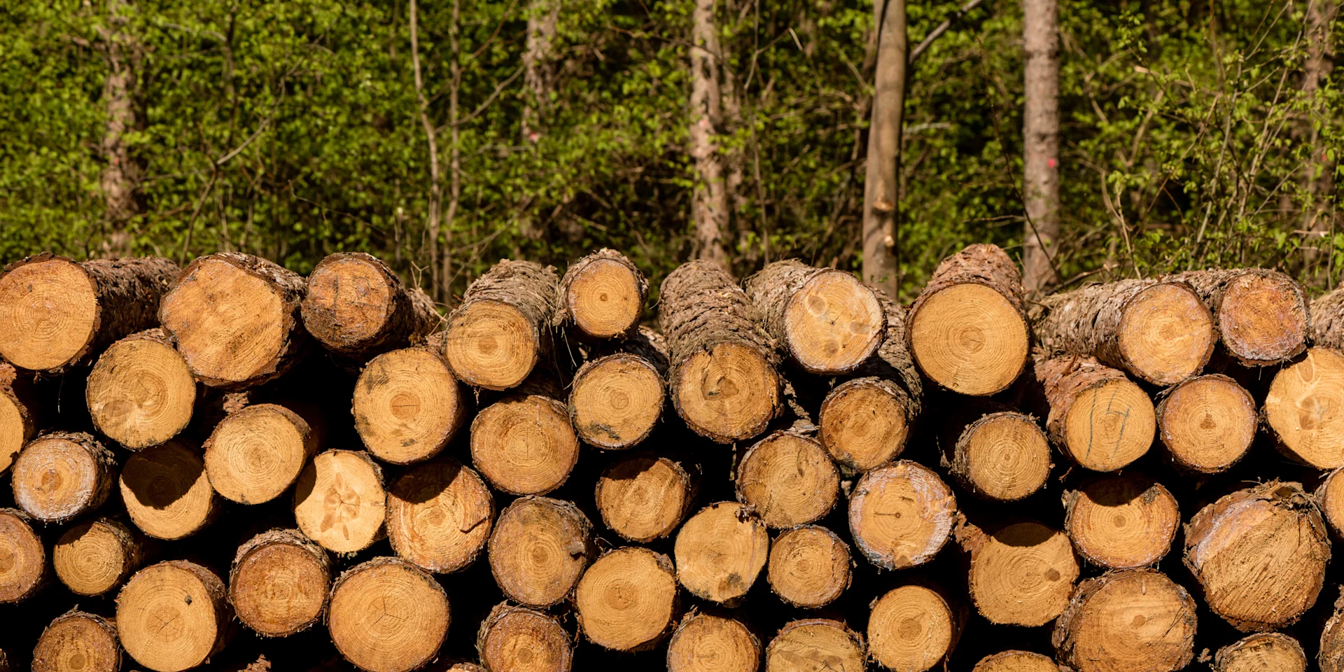 Eco-log-ical Living: Low Impact Wood Burners at TreeDwellers