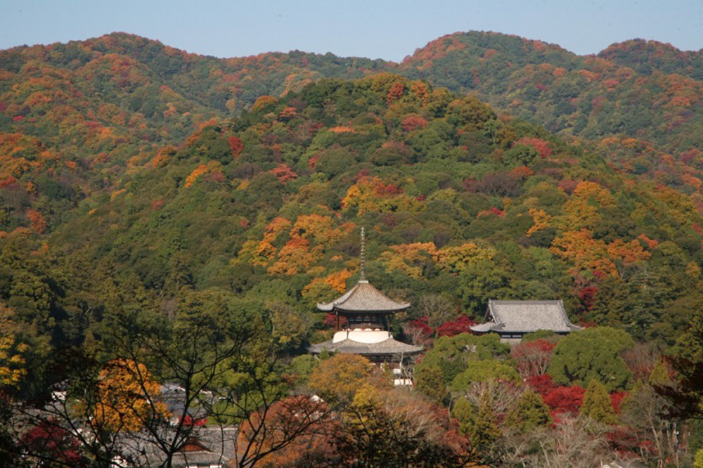 ■岩出市 根来寺　遠景