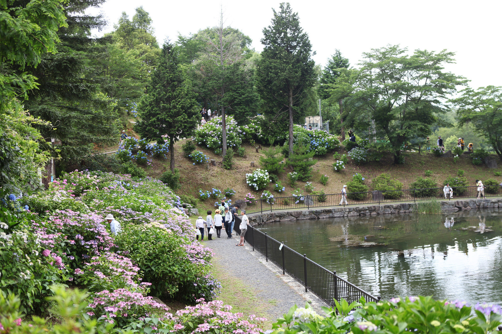 わかやま観光 紫陽花祭 和歌山県公式観光サイト