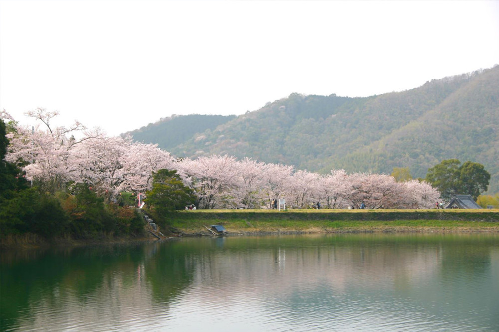 亀池の桜