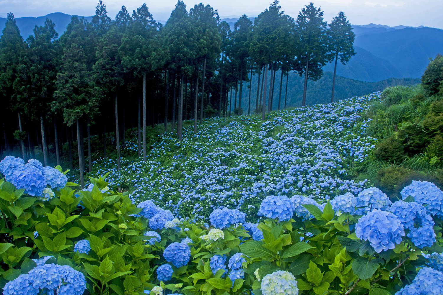 花園あじさい園 あじさい見頃 和歌山県公式観光サイト